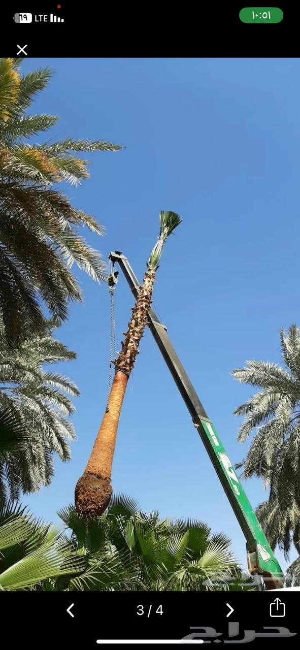 نخل واشنطن ملكي64548140353155114