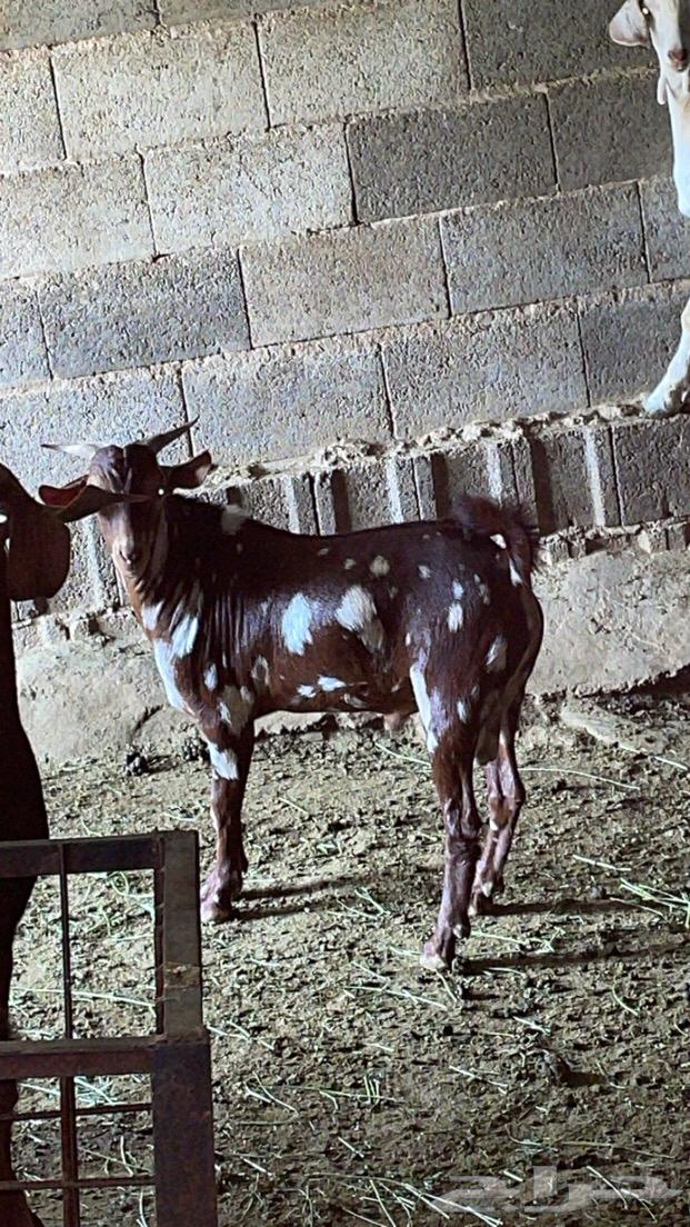 Tis Abher Al-Jaishy (Sold).64552604903297113