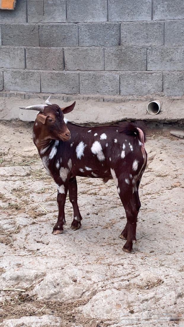 Tis Abher Al-Jaishy (Sold).64552604903297110