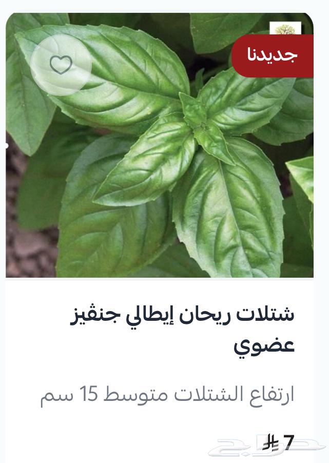 A unique collection of basil seedlings64547415875969112