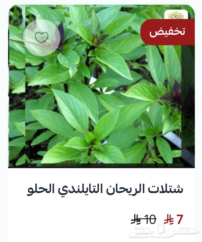 A unique collection of basil seedlings64547415875969114