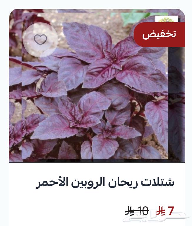 A unique collection of basil seedlings64547415875969111