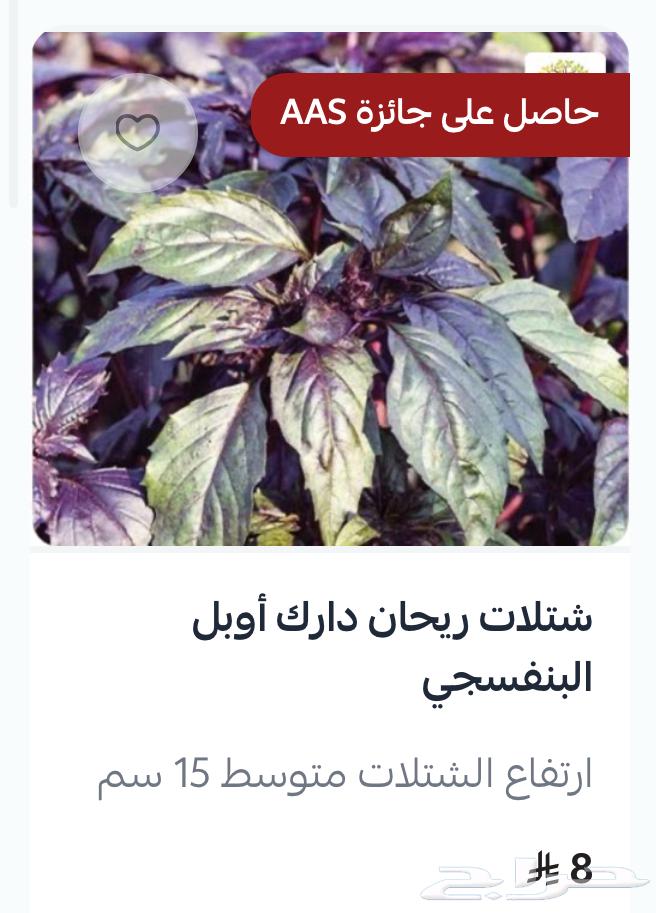 A unique collection of basil seedlings64547415875969113