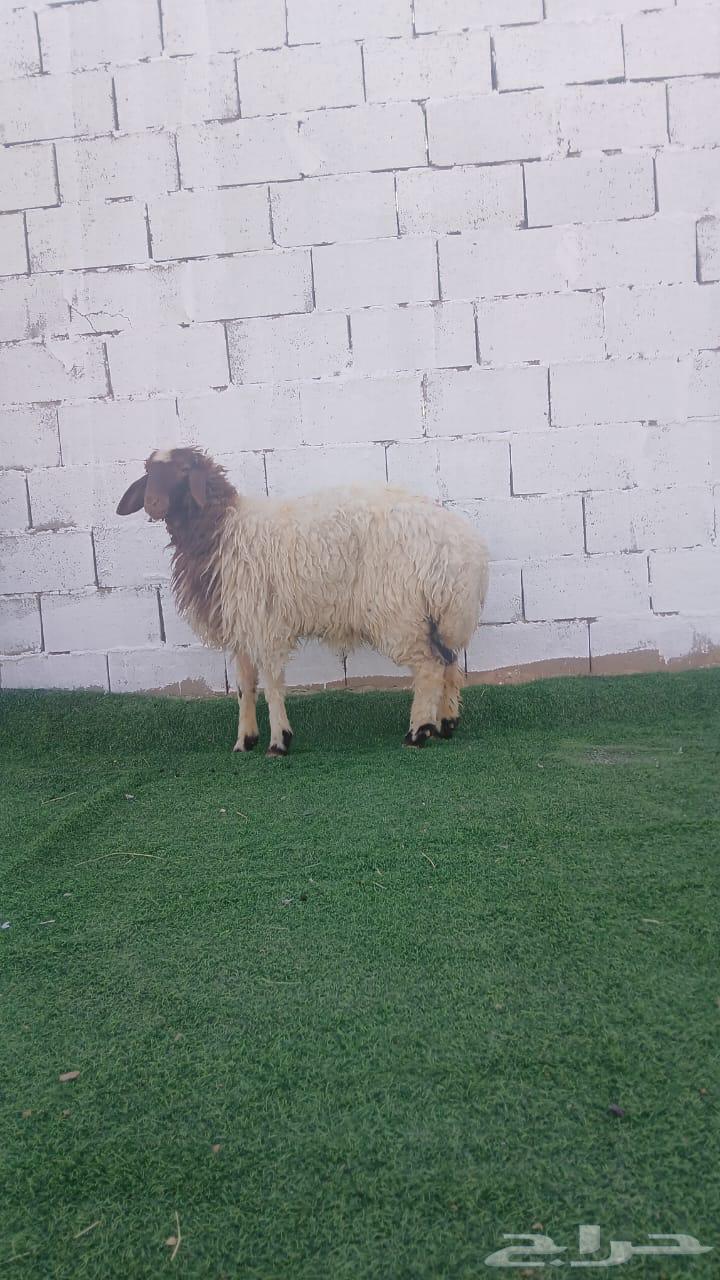 للبيع ذبايح بلدي64547040883203114