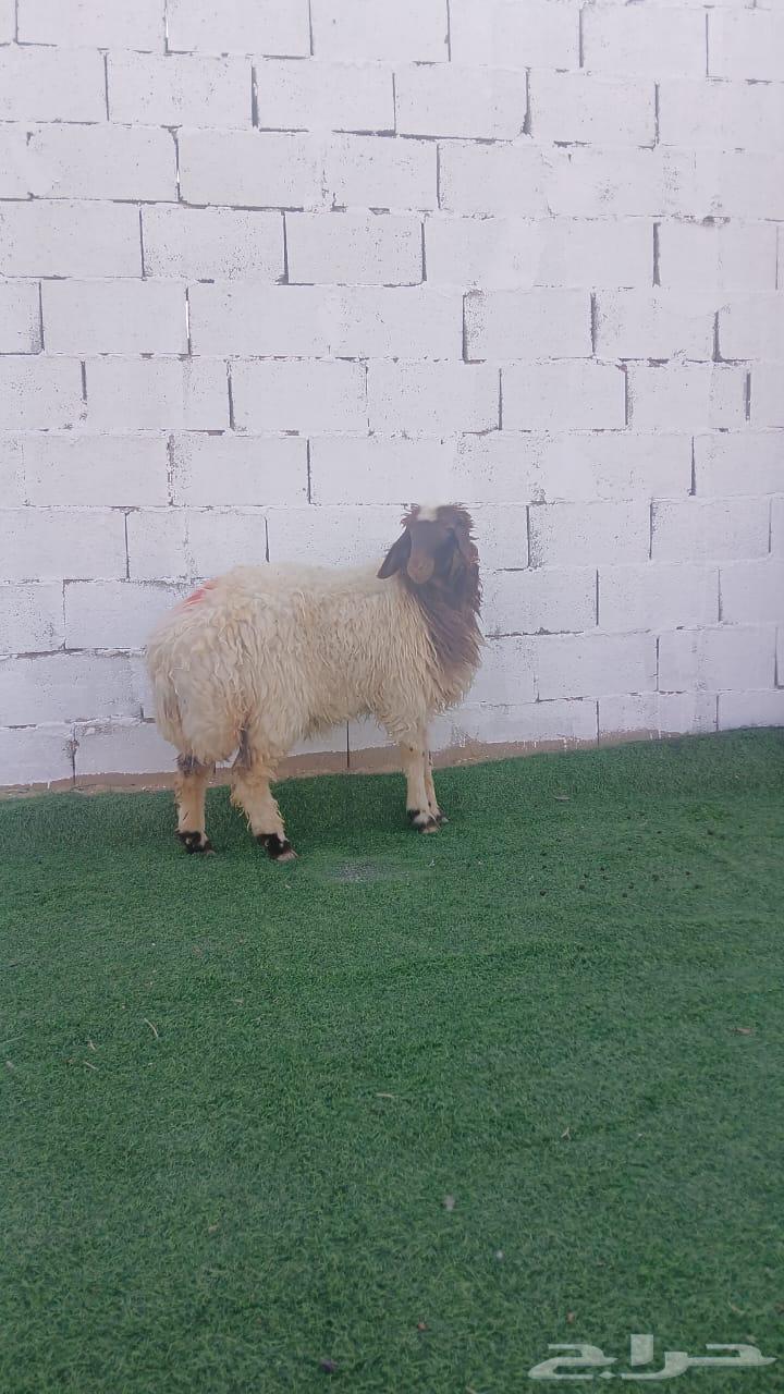 للبيع ذبايح بلدي64547040883203111