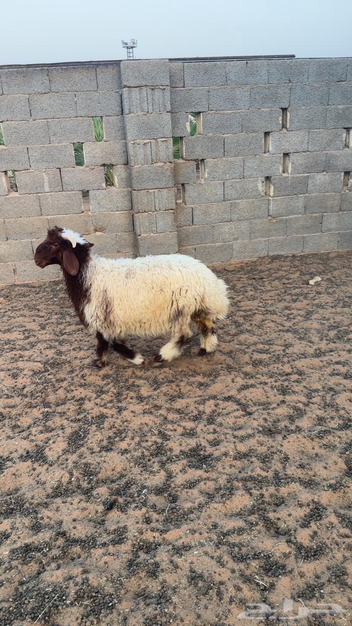 Naeem64551061793027112