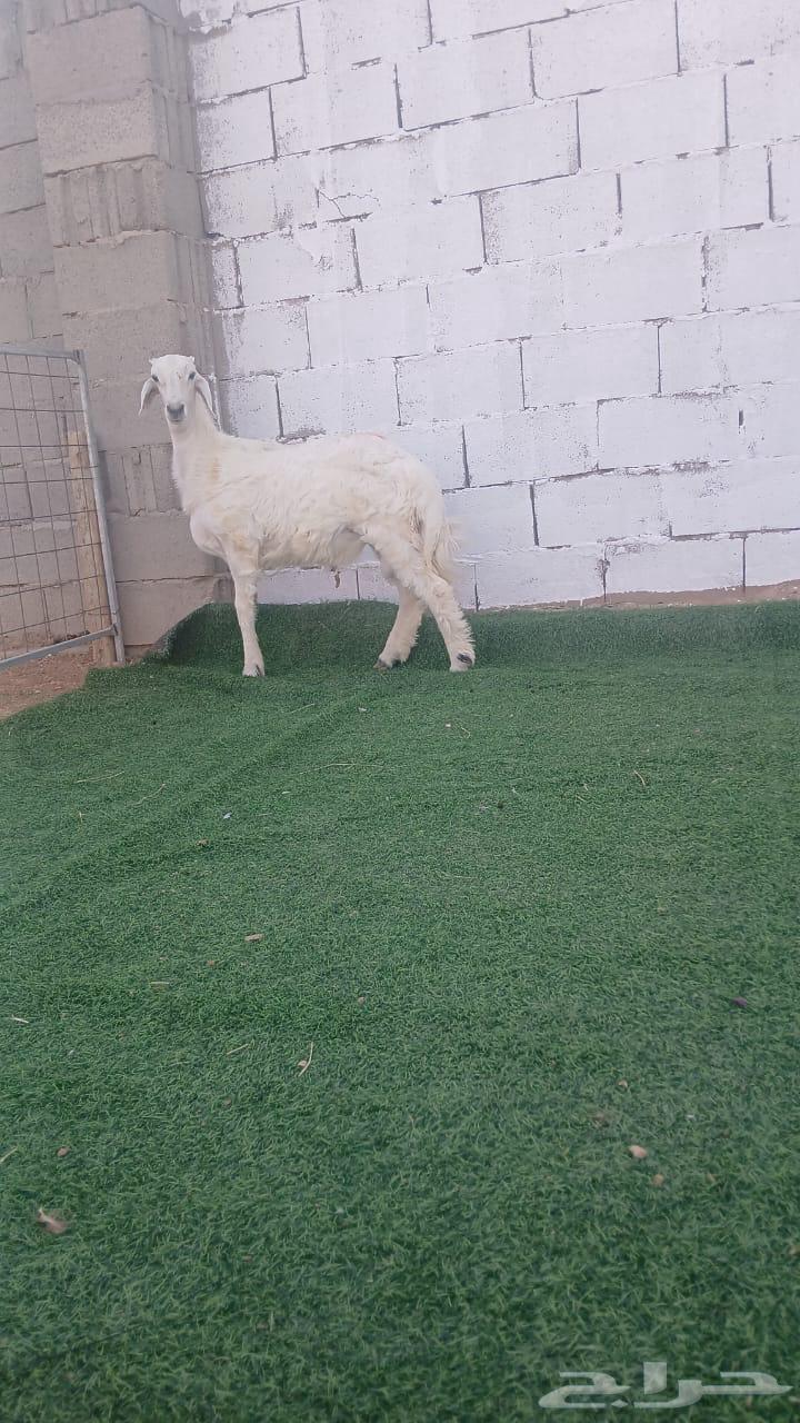 للبيع ذبايح بلدي64547040883203112