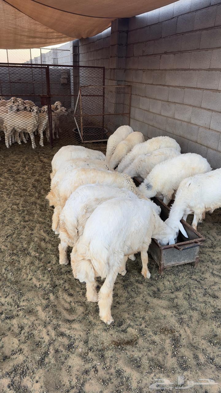 طليان ورخال حري64549655480065110