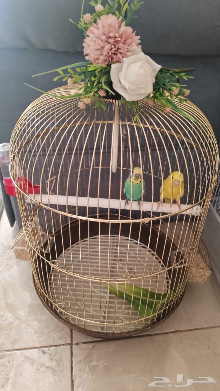 طيور الحب64548406407939110