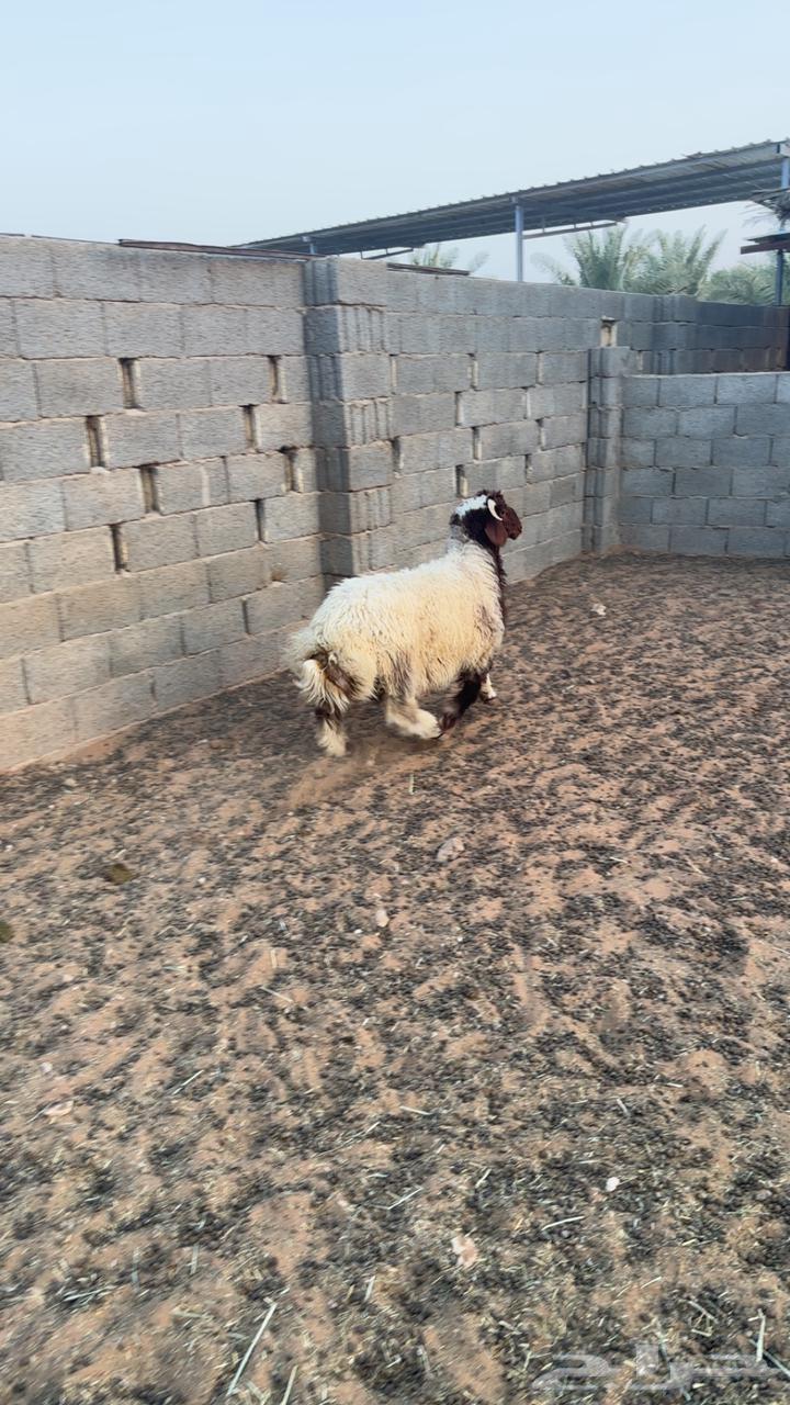 Naeem64551061793027111