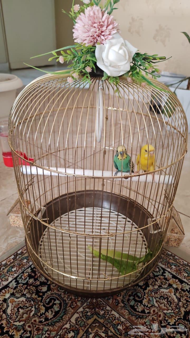 طيور الحب64548406407939111