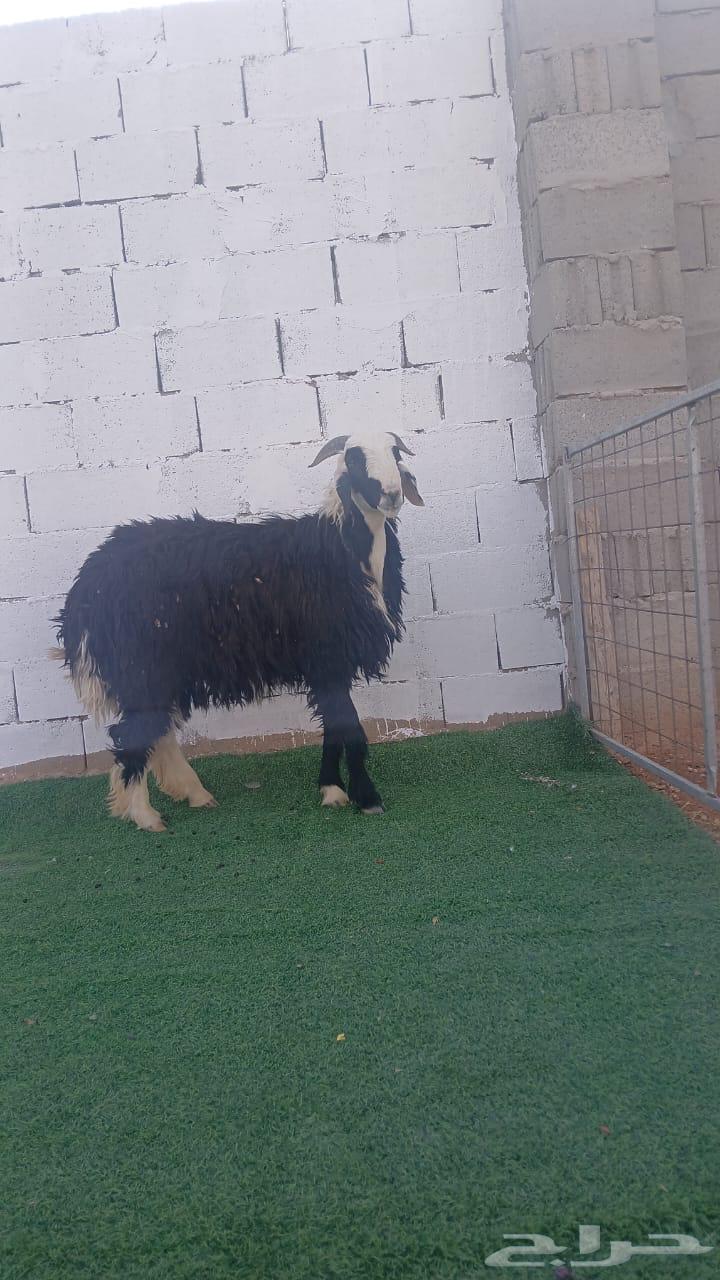 للبيع ذبايح بلدي64547040883203110