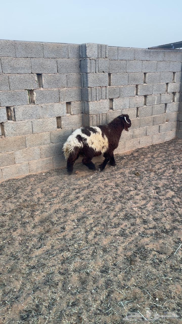 Naeem64551061793027110