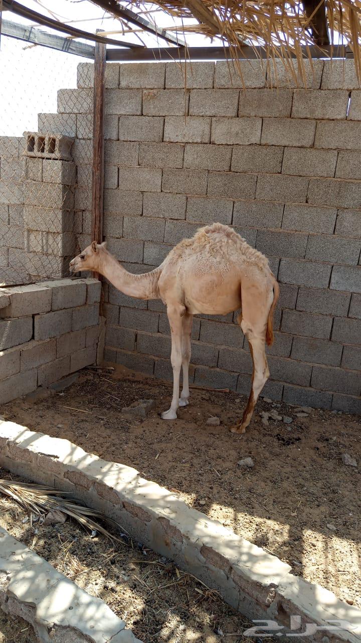 قعود للبيع جزر64546484642049110