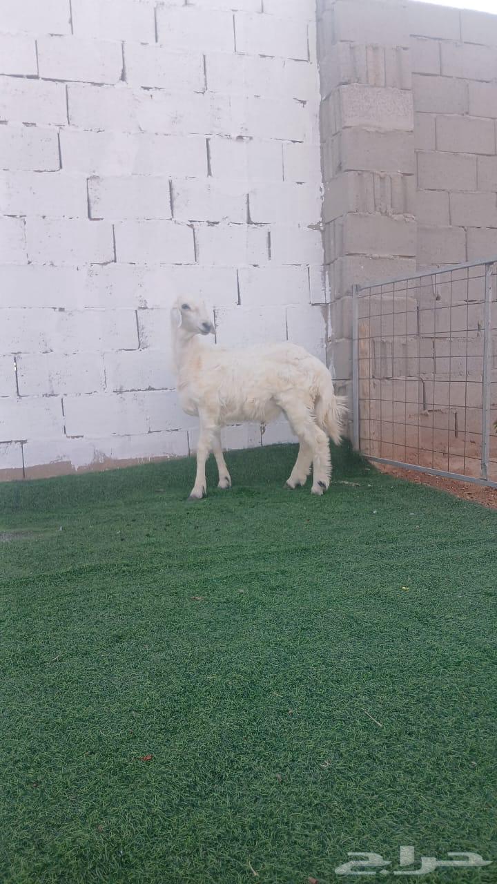 للبيع ذبايح بلدي64547040883203113