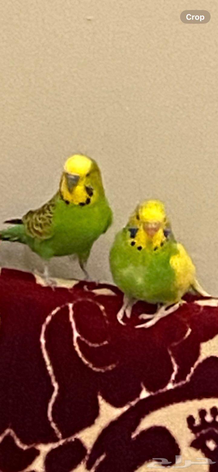 جوز طيور بادجي اليف64551690887809112