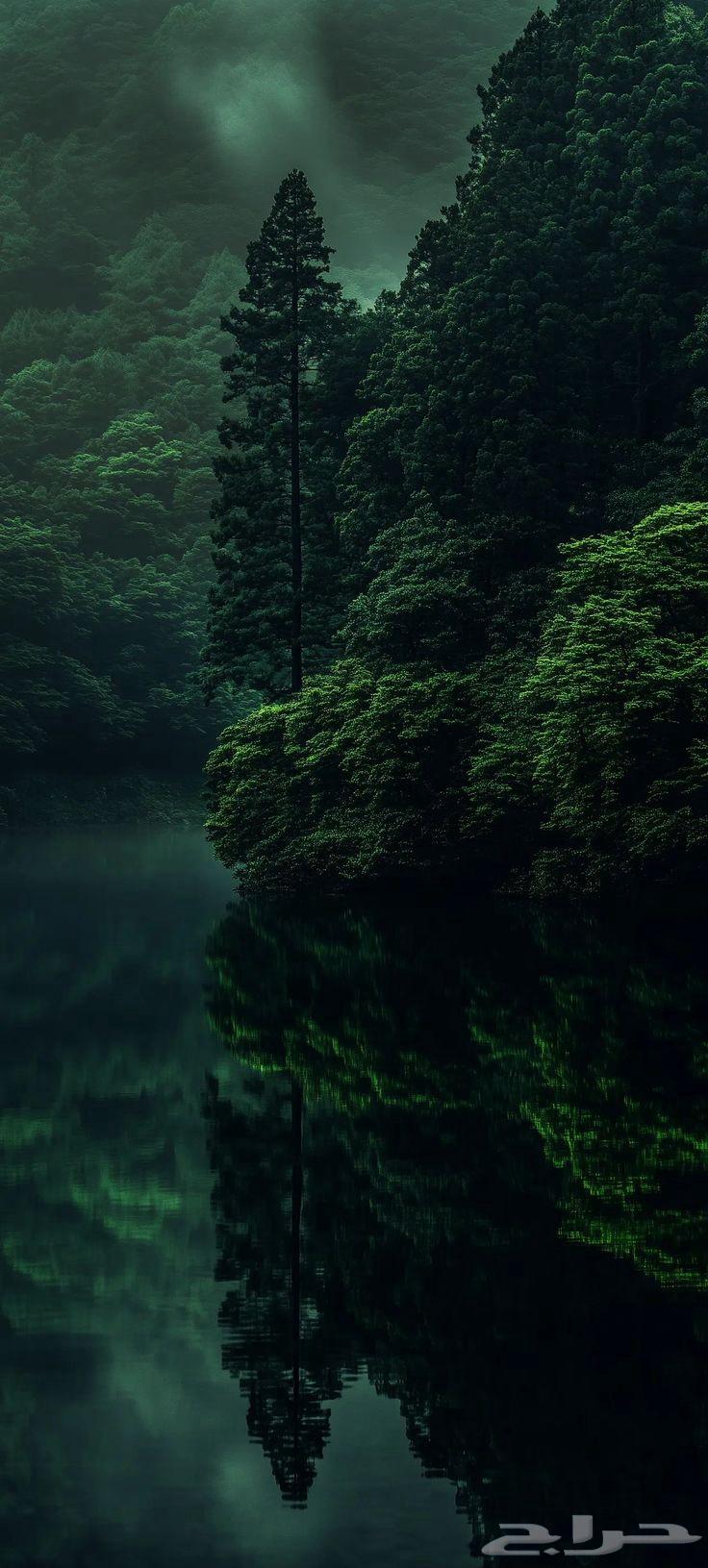 زيت زيتون الجوف64553299973251110