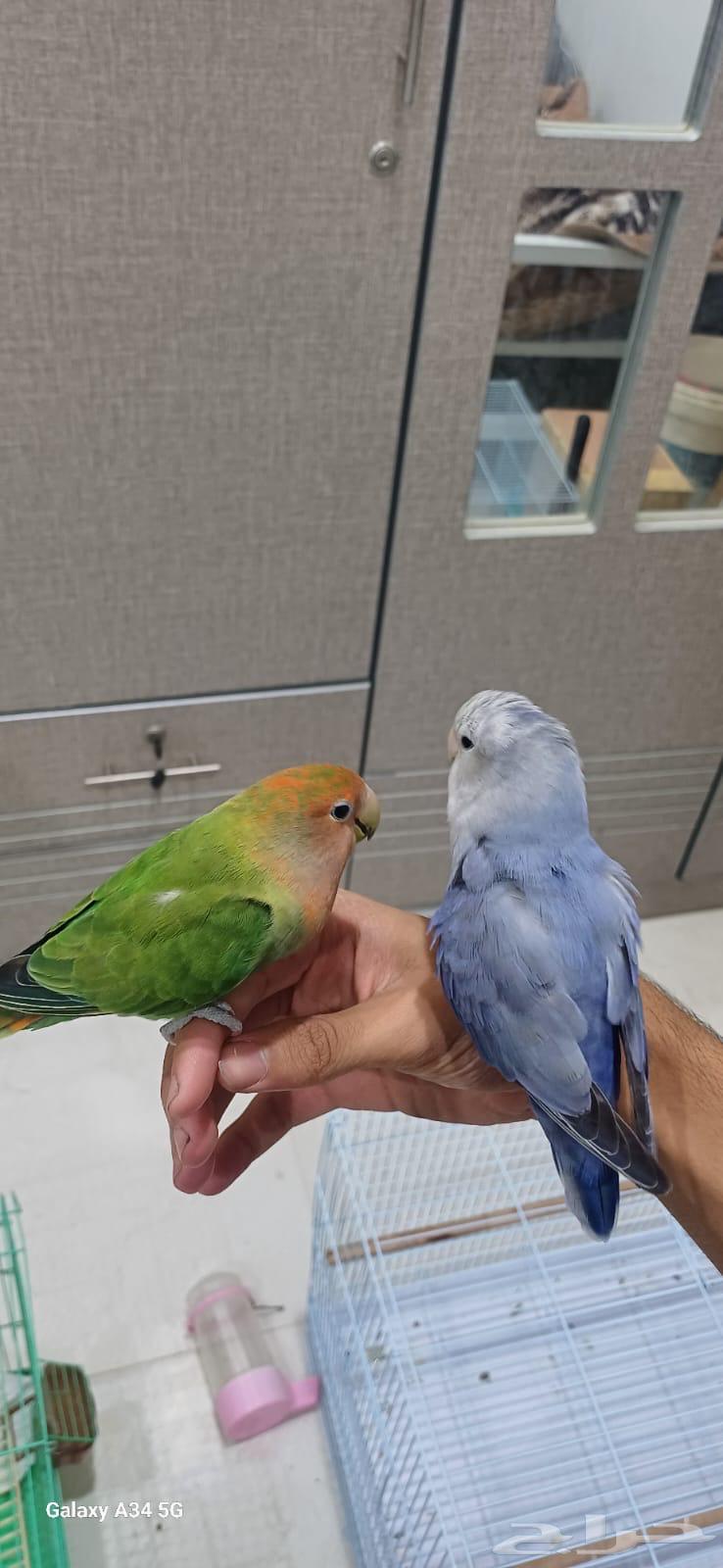 طيور الروز64544044367234112