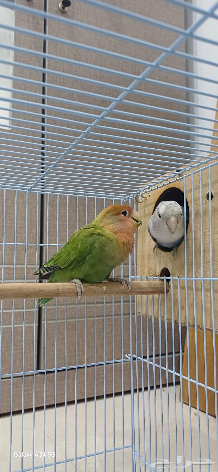 طيور الروز64544044367234111