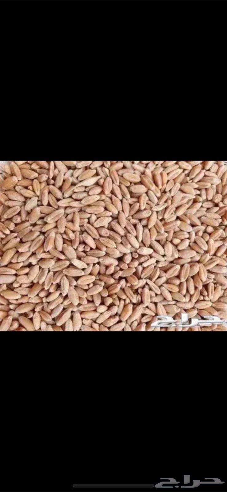 للبيع معيه بر بدون كيماوي64547415799043110