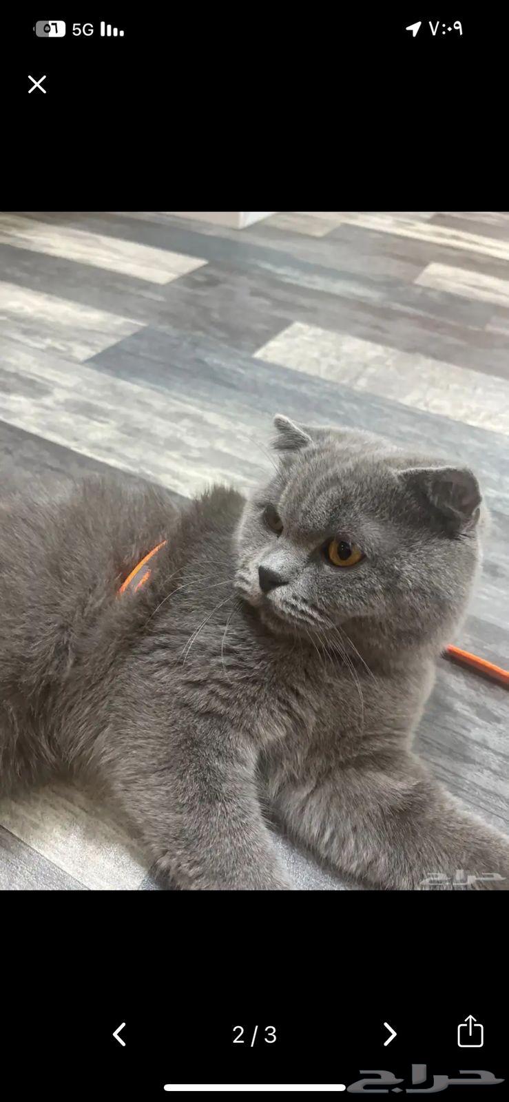 Scotch Fold Cat64545927657218110