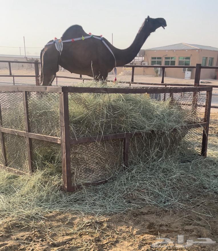 للبيع ضروبة كفو64550478873859110