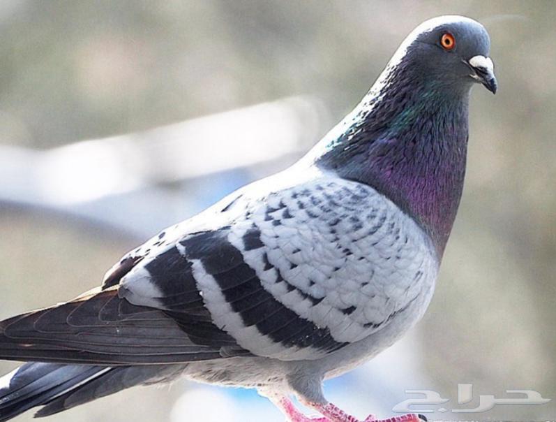 حمام سوادي للبيع64547124241667113