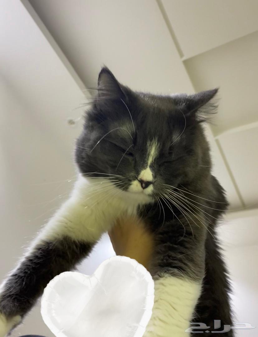 قط بيت اليف ولعوب للبيع64543959245058114
