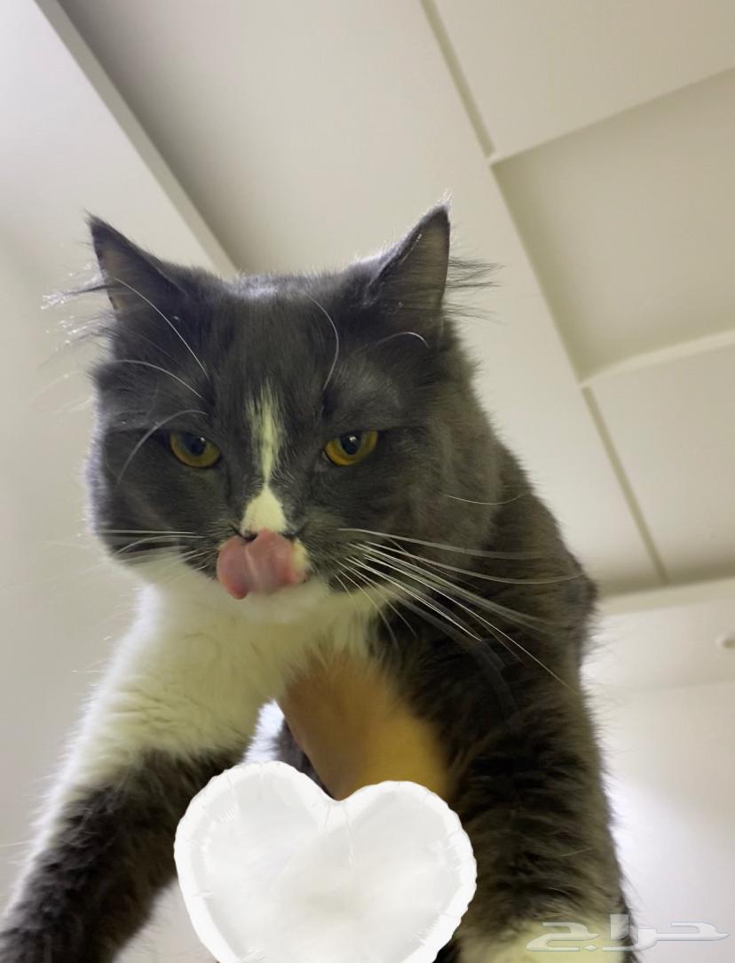 قط بيت اليف ولعوب للبيع64543959245058110