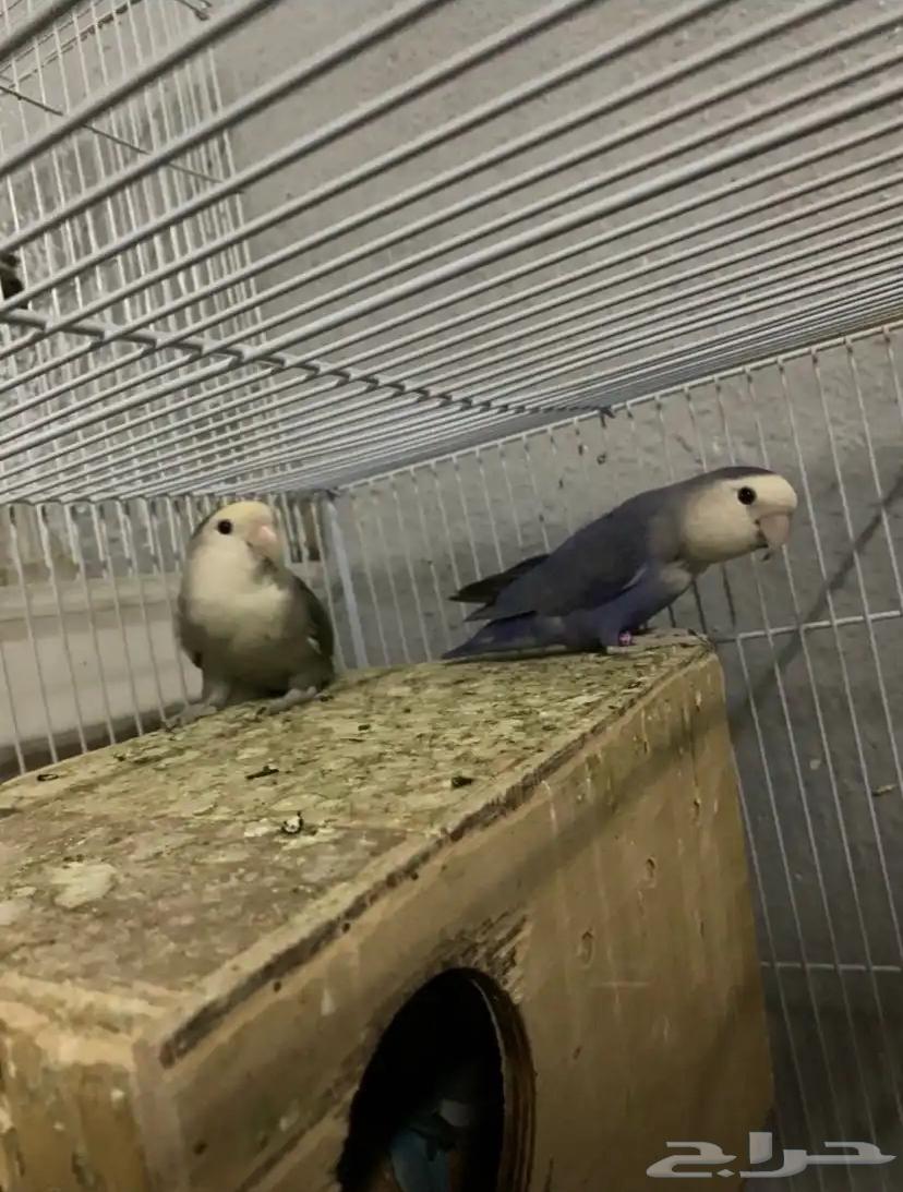 للبيع زوجين روز64545757714818111