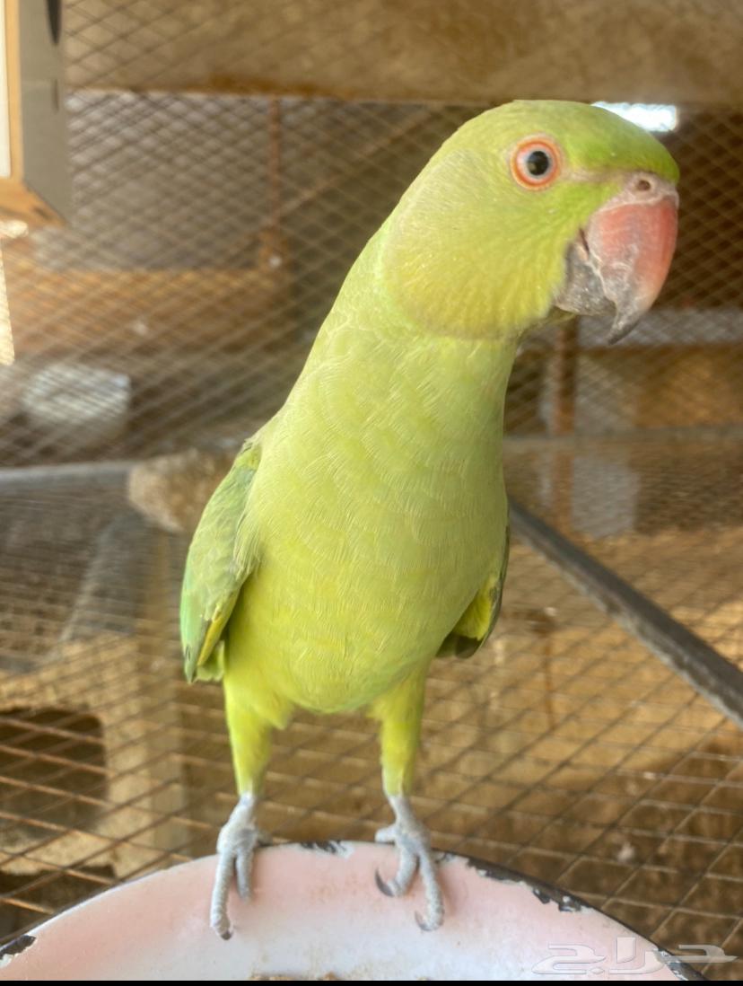 ببغاء دره هندي64551018088705110