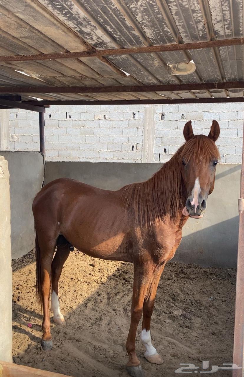 مهر للبيع64544848822913110