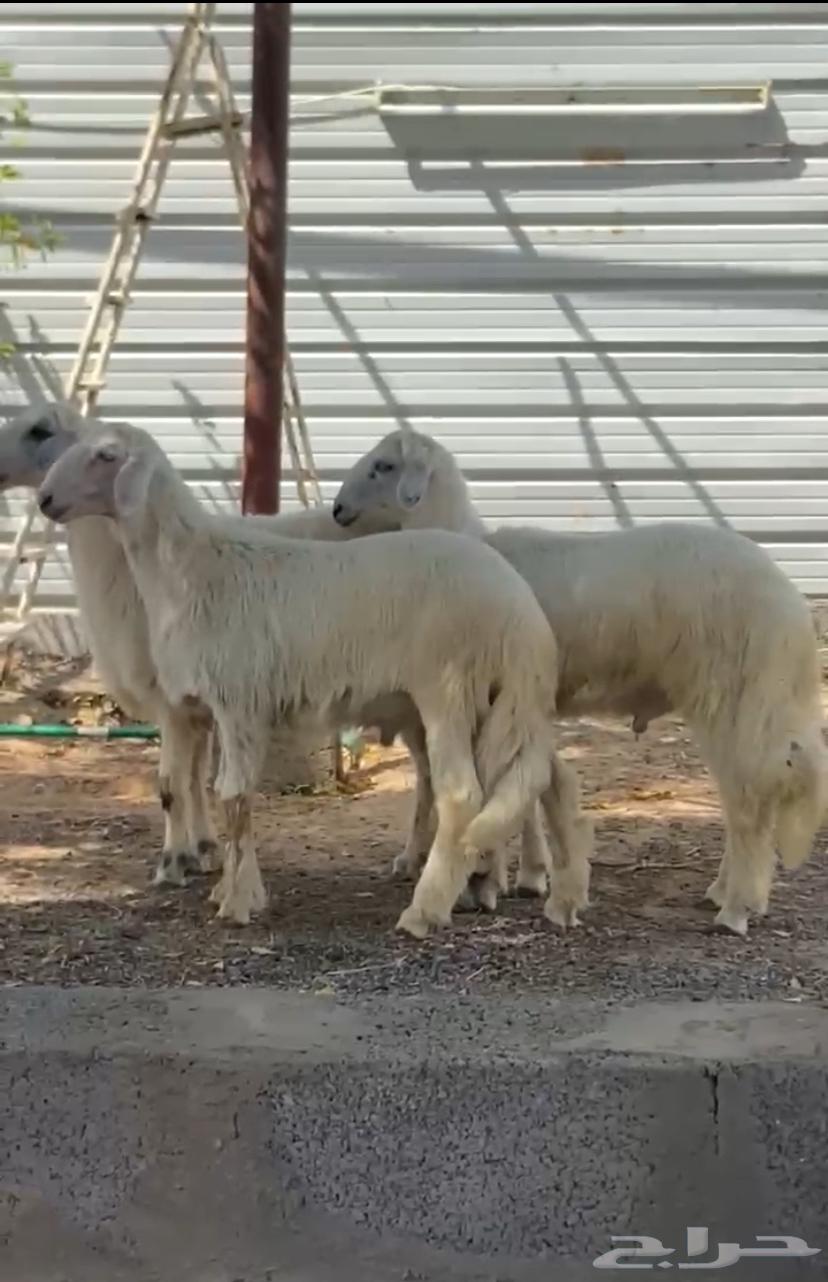 Two sheep and a camel (sold)64547749534081110