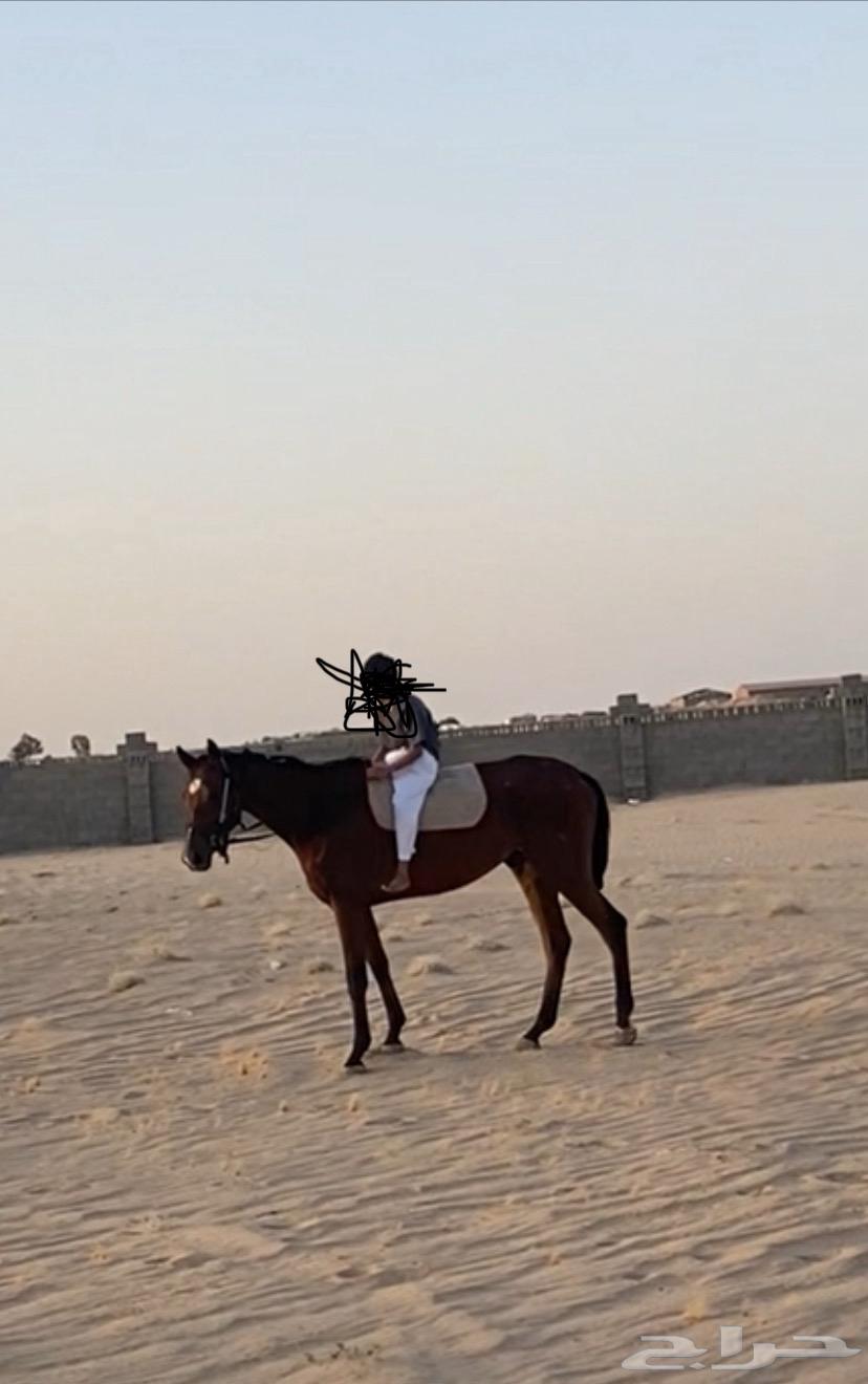 للبيع حصان أنجليزي على الشرط64548490914435111