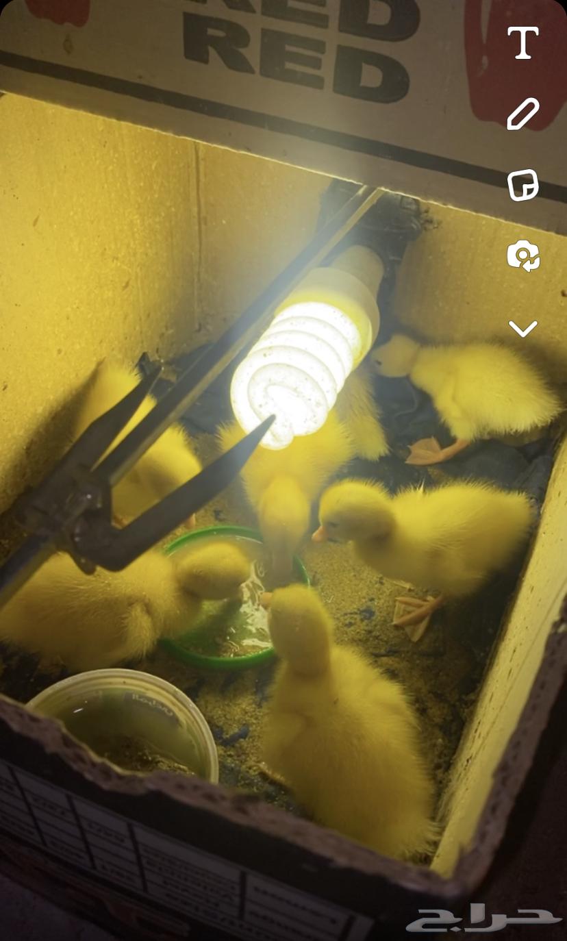 بط بكيني ابيض64544792025475111