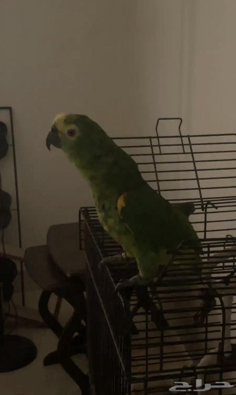 امزوني بلو فرنتد جاكو جريئ تم البيع64552987356930111