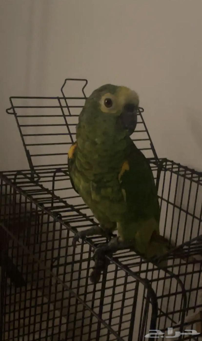 امزوني بلو فرنتد جاكو جريئ تم البيع64552987356930110