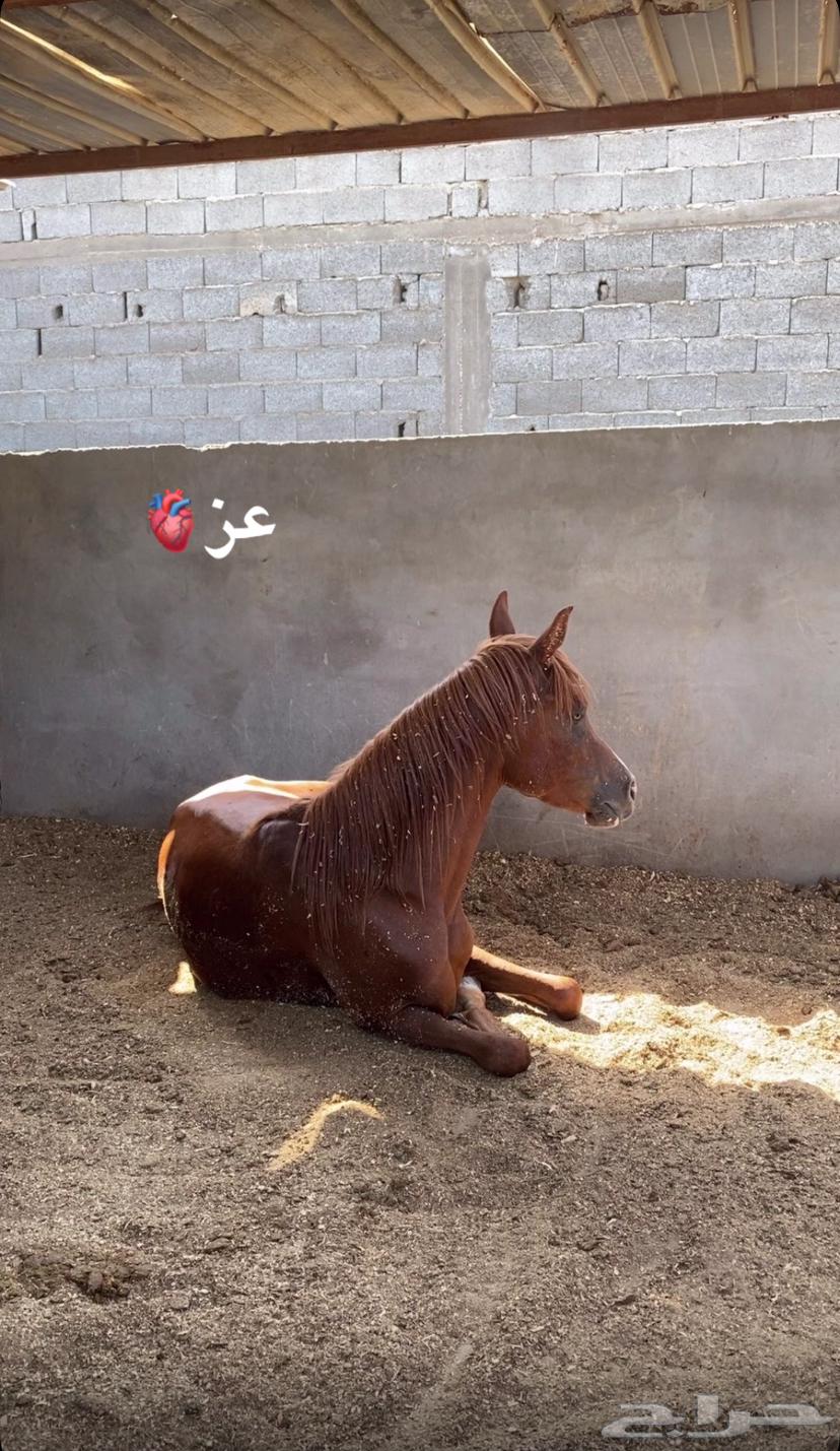 مهر للبيع64544848822913114