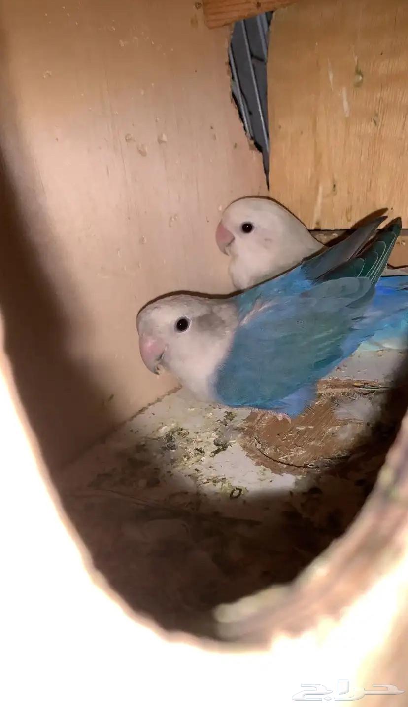 للبيع زوجين روز64545757714818110