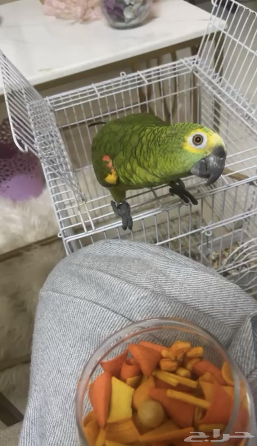 امزوني بلو فرنتد جاكو جريئ تم البيع64552987356930112