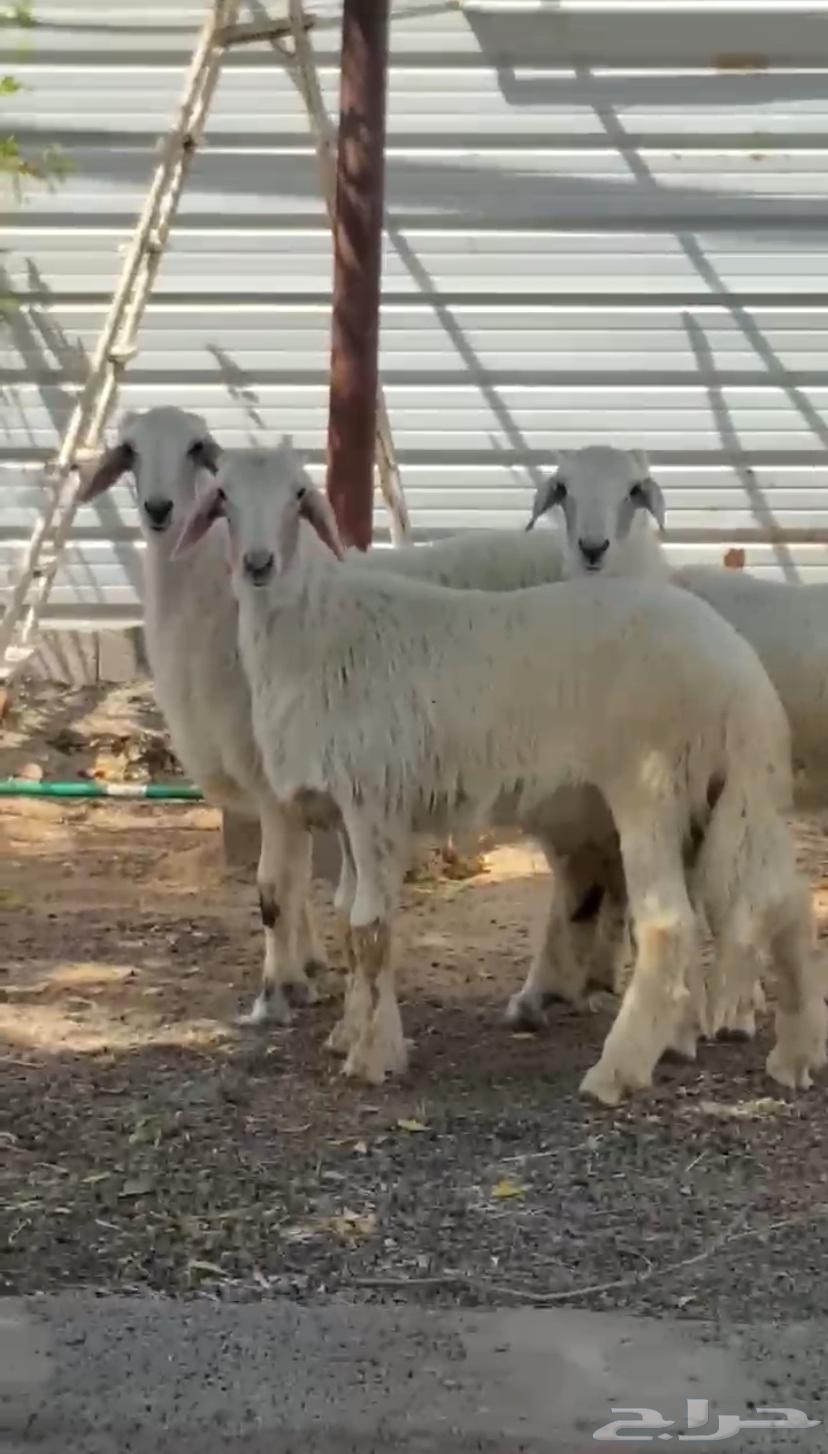 Two sheep and a camel (sold)64547749534081111