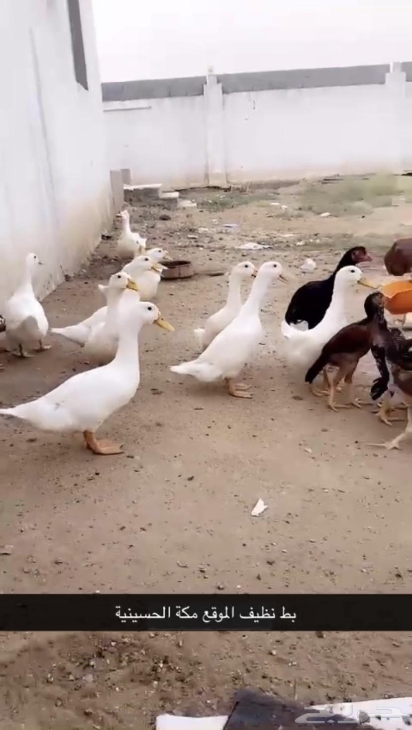 بط بكيني ابيض64544792025475110