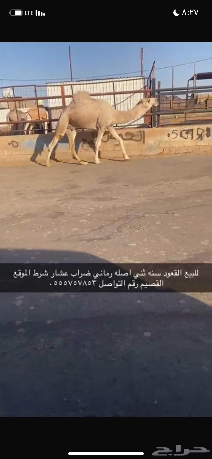 للبيع القعود الثني64545475585921111