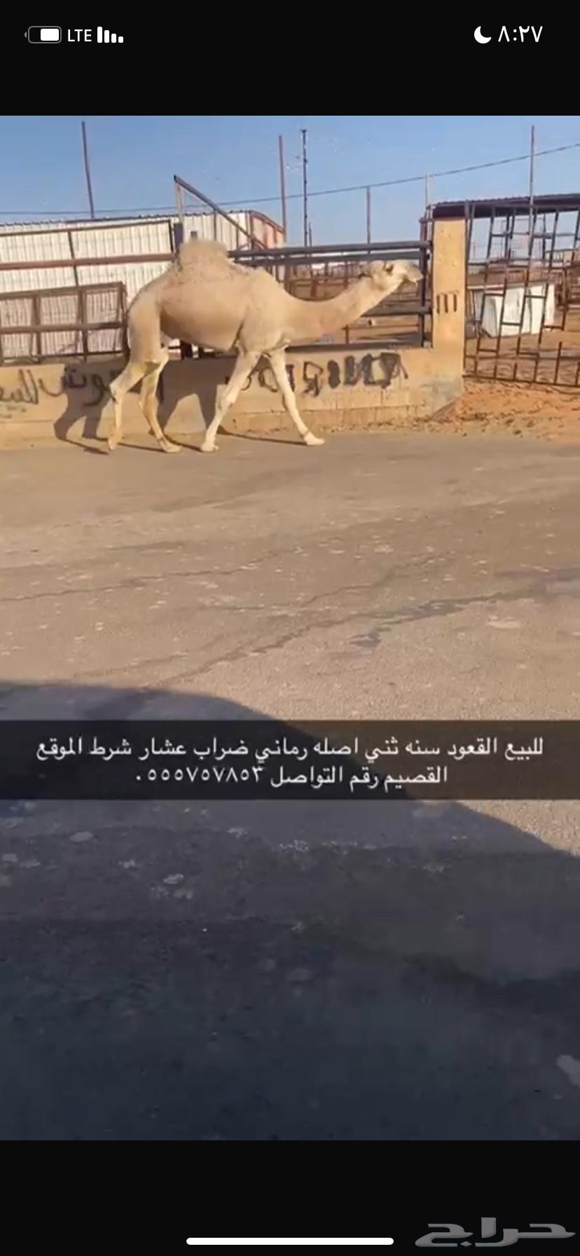 للبيع القعود الثني64545475585921112