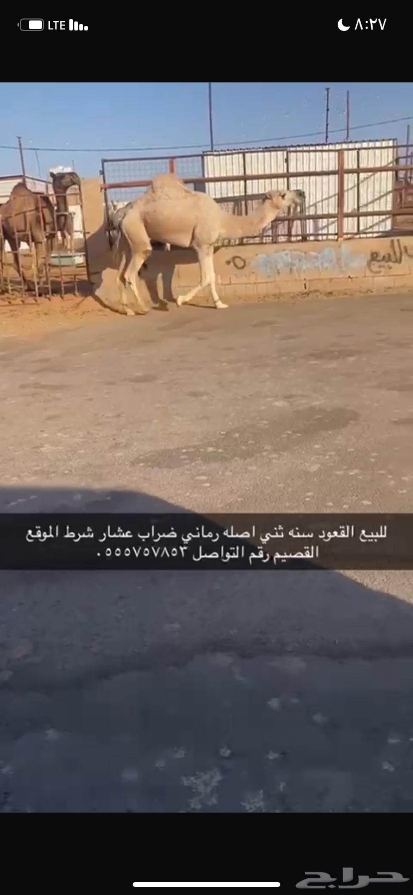 للبيع القعود الثني64545475585921110