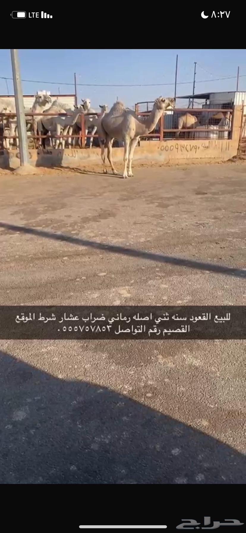 للبيع القعود الثني64545475585921113