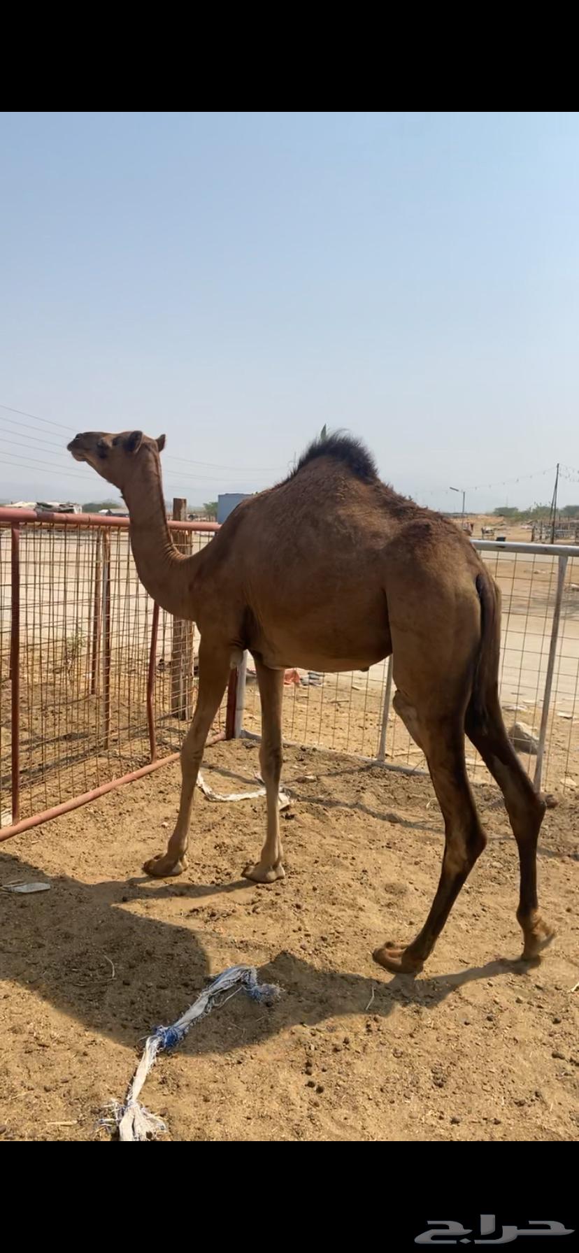 بكره حمراء64403958483074110