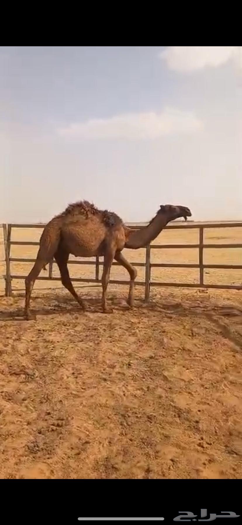 للبيع حاشي قصب مفرود طيب بالحيل64549303661826111