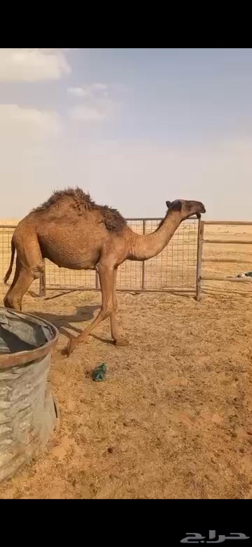 للبيع حاشي قصب مفرود طيب بالحيل64549303661826110