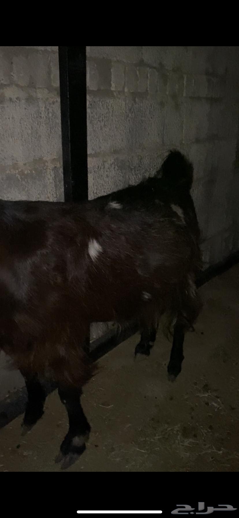 Luxury Kamori goat for sale, condition applied ((Sold))64544255562627111